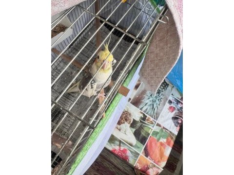 1.5 yaşında erkek oyuncu konusan sultan papağanı