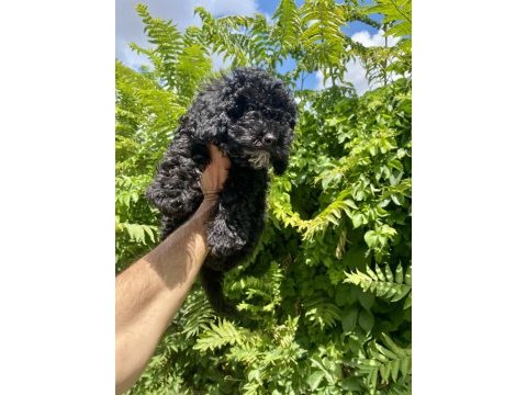 Çok sevimli ve oyuncu black poodle yavrumuz