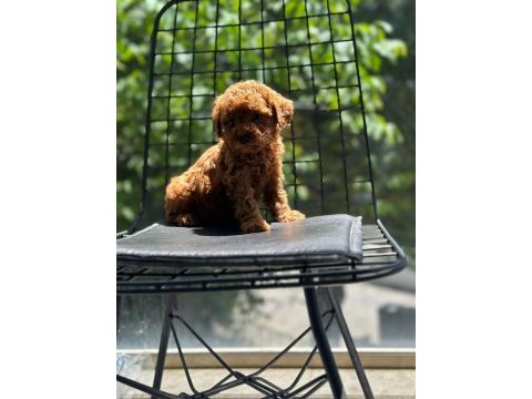 Tatlı toy poodle bebeklerim