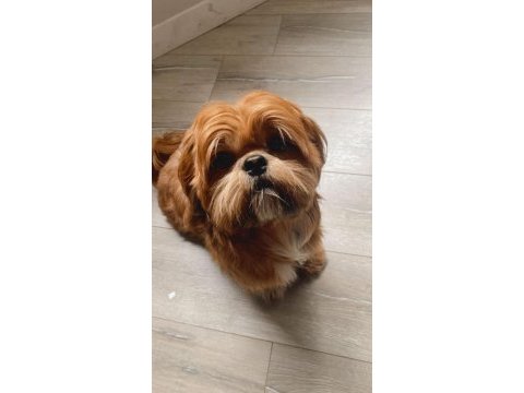Nadir bulunan orjinal erkeğimize dişi shih tzu