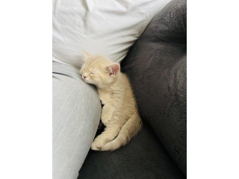 3 aylık british shorthair dişi kedimiz