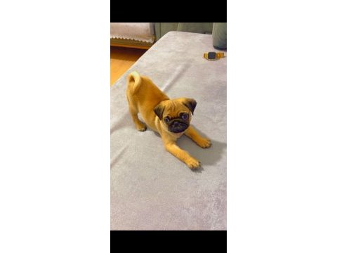 Sahibinden pug yavrumuz