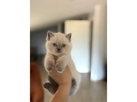 Ayı surat top kafa brıtısh shorthair yavrularım 