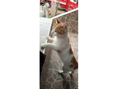 Kaza geçirmiş kısır sarman kedime acil yuva arıyorum.