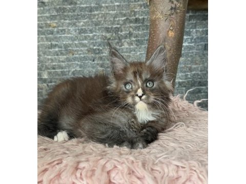 Full şecereli mükemmel profilde dev maine coon yavruları