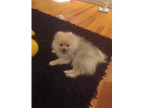 Anne pomeranian boo baba şecereli