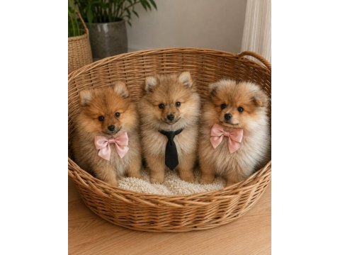 Minoş yavrular pomeranian