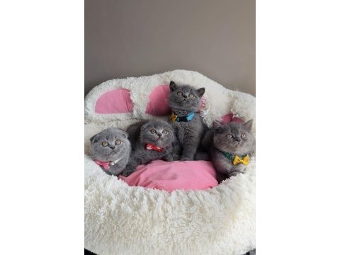 Ayı suratlı blue scotısh british bebekleirm 