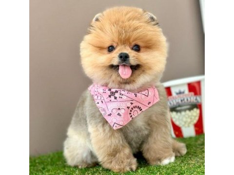Safkan pomeranian boo bebekler
