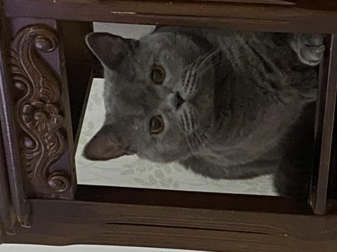Ev dostu bakımlı aşıları tam british shorthair