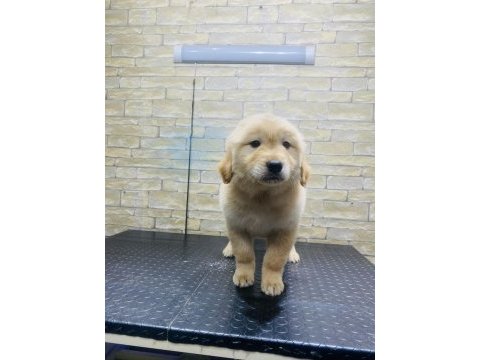 Koca kafa baby face macar golden retriever