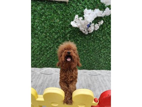Toy poodle damızlık dişiler