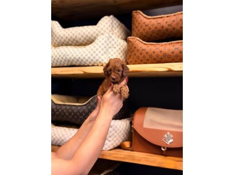 Toy poodle ayarında maltipoo