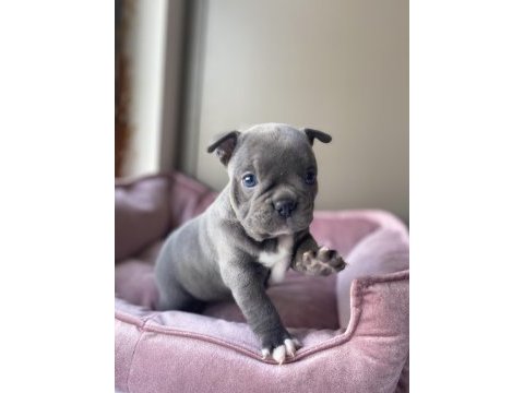 Egzotik merle flufy french yavruları