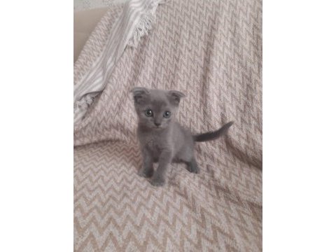 Blue scottish fold yavrular