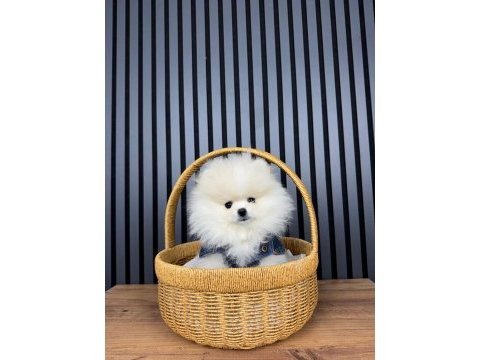 İstanbul beykozda pomeranian yavrularımız