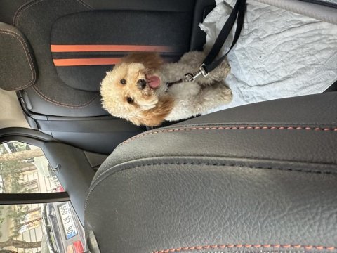 9 aylık uyumlu eğitimli toy poodle