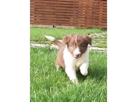Border collie yavruları ıstanbul  