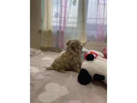 Süper mini boy maltipoo bebek