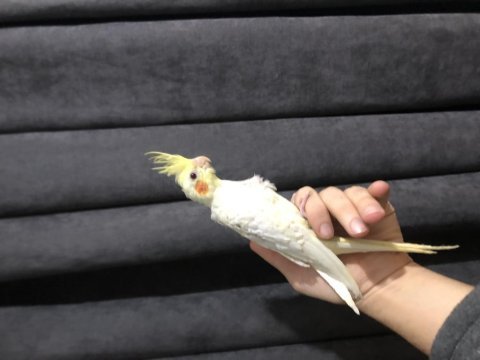 Yeni yeme düşmüş lutino sultan papağanı