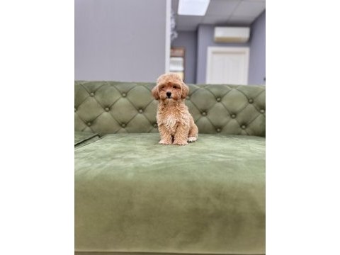 Bebek yüzlü orjinal maltıpoo yavrumuz