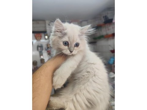 Biritis yavrular yeni yuvaları bekliyor