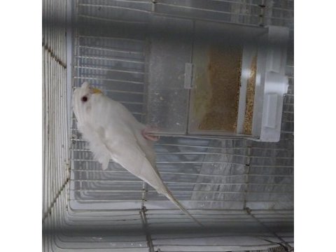 Japones abino lacewing kırmızı göz muhabbet kuşu