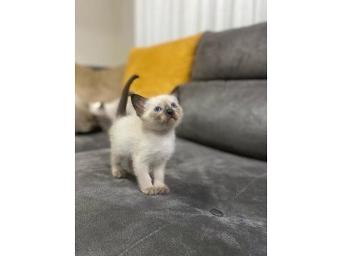 Siyam kedisi yavruları