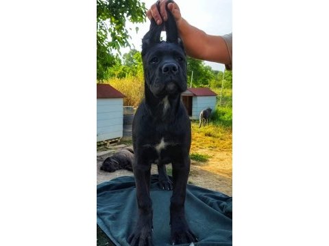 A şecereli şampiyon kan hattı cane corso