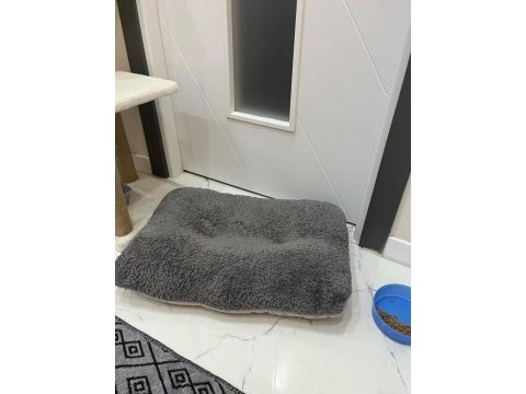 Sevimli british shorthair kızımız luna