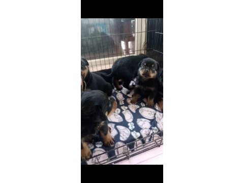Onlar bir dünya rottweiler şampiyonu torunları