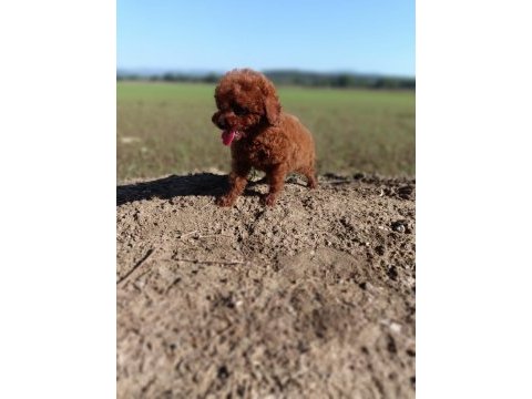 Toy poodle kore kanı a kalite