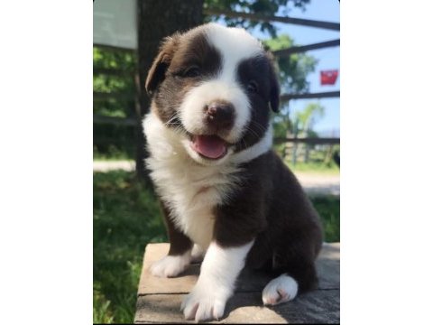 Süper kalite mavi gözlü merle french bulldog yavrular