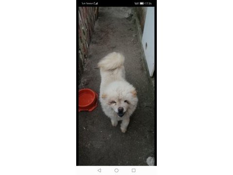 Chow cohw çin aslanı erkek dişi ve yavru