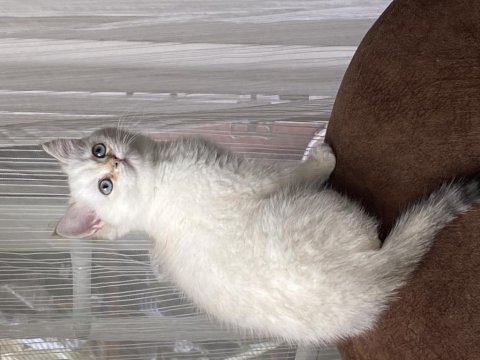 British shorthair golden point by1133 son oğlumuz
