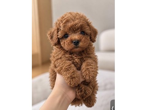 Irk garantili poodle yavruları
