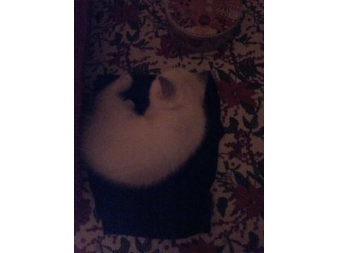 3.5 aylık british shorthair yavrular