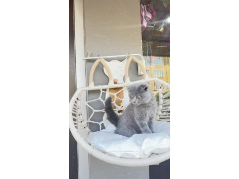 Yavru scottish fold dişi