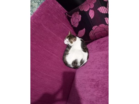 Ev kedisi 2 tane 9 aylık
