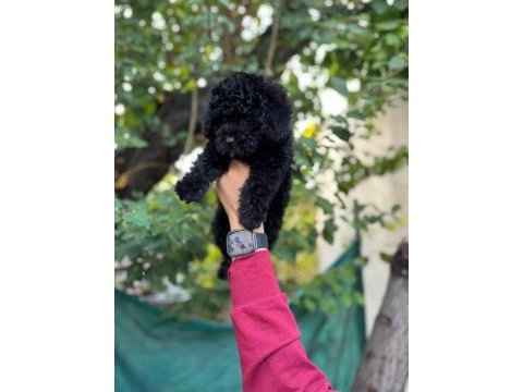 Silver taşıyıcı toy poodle
