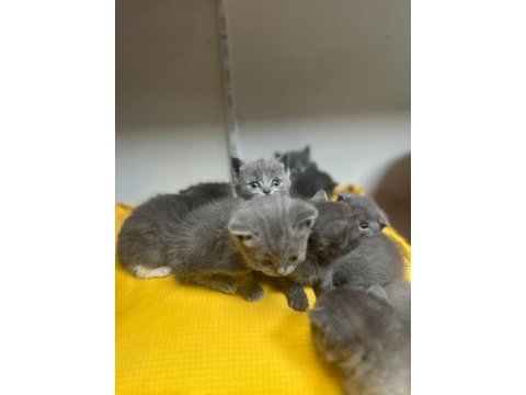 Scottish straight scottish fold rezerveye açık