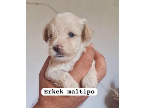 Maltipoo yavrular iki aylık