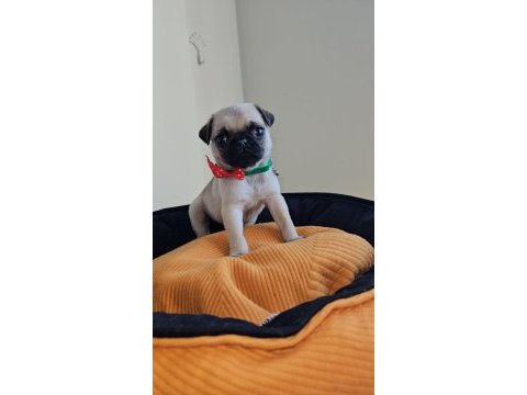 Pug mops yavrularımız