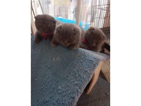 Yavru kediler yeni yuvasına gitmeye hazır