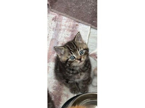 Uygun bebiş kediler yuva yeni yuvalarını arıyor