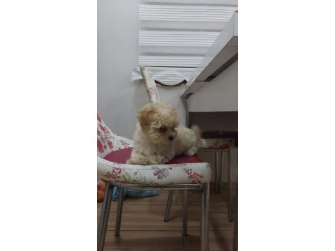 Evde bakılmış mis gibi maltipoo yavru