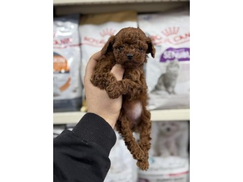 Toy poodle kore kan yavrular teacup sıfır boy