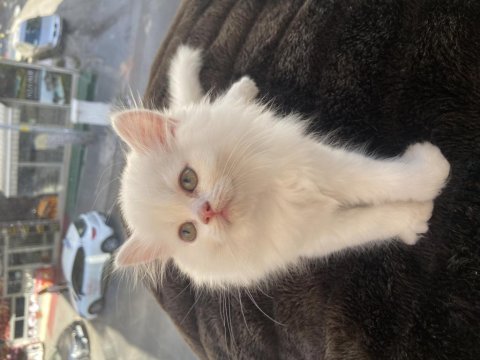 British longhair