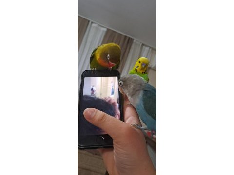 Dişi cennet papağanları