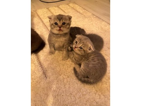 2 yavru scottish fold